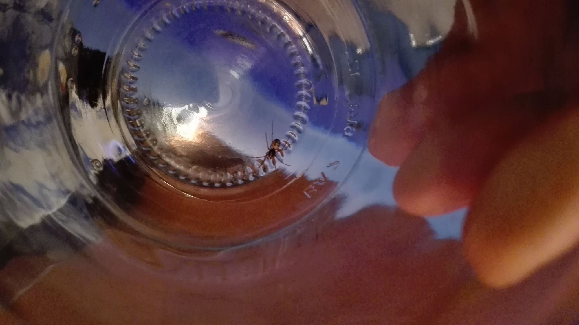 Steatoda Triangulosa?